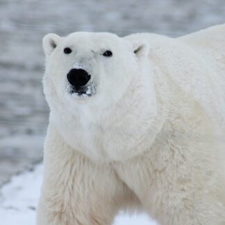 Extreme Vacation: Photograph the Polar Bears in Churchill, Manitoba