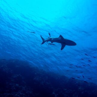 Extreme Vacation: Swimming with Sharks in the Bahamas